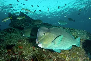 School: School of Bumphead Parrotfish