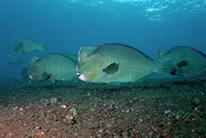 School: School of Bumphead Parrotfish