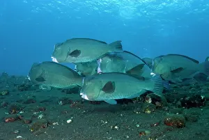 School: School of Bumphead Parrotfish