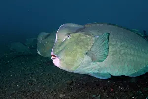 School: School of Bumphead Parrotfish
