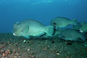 School: School of Bumphead Parrotfish