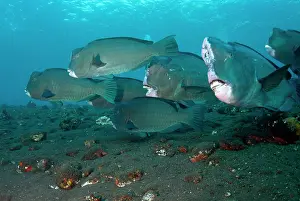School: School of Bumphead Parrotfish