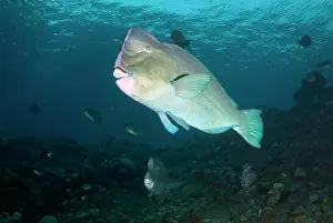 School: School of Bumphead Parrotfish