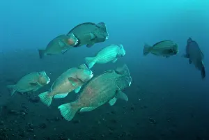 School: School of Bumphead Parrotfish