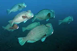 School: School of Bumphead Parrotfish