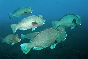 School: School of Bumphead Parrotfish