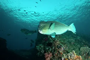 School: School of Bumphead Parrotfish - Liberty wreck dive site