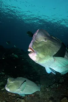 School: School of Bumphead Parrotfish - Liberty wreck dive site