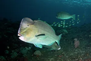School: School of Bumphead Parrotfish - Liberty wreck dive site