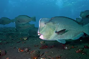 School: School of Bumphead Parrotfish - Liberty wreck dive site