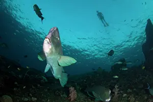 School: School of Bumphead Parrotfish with snorkeller