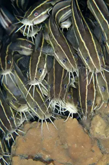Lineatus: School of Catfish