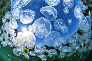 Filigree: School of Common jellyfishes (Aurelia aurita) on