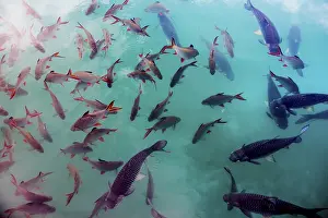 Plenty: School of fish, Cheow Lan Lake