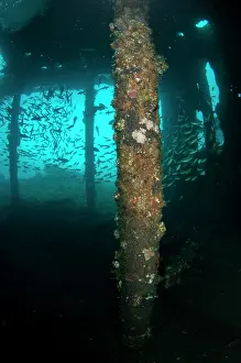 111020: School of fish inside wreck - Liberty Wreck dive