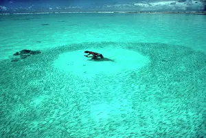 Snorkeller: School of FISH - Snorkeller in shallow water surrounded