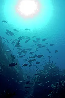 Laut: School of fish with sun in background Fish Bowl