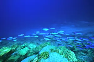 Freshness: School of fish underwater, Northern Huvadhu