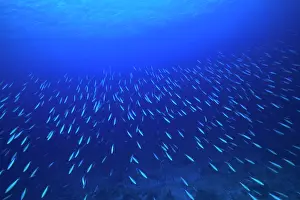 Stuart: School of fish underwater, Northern Huvadhu