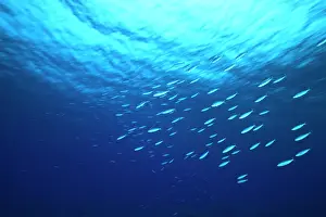 Stuart: School of fish underwater, Northern Huvadhu