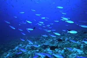 Stuart: School of fish underwater, Northern Huvadhu