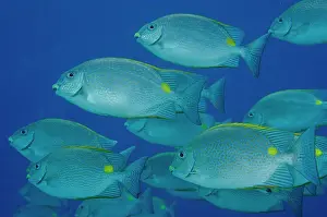 Triangle: School of Golden Rabbitfish - Too Many Fish dive