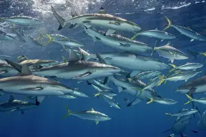 Carcharhinus: School of Grey reef shark (Carcharhinus amblyrhynchos)