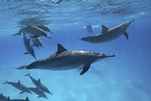 Dolphin: School, Group of spinner dolphin (Stenella longirostris), S