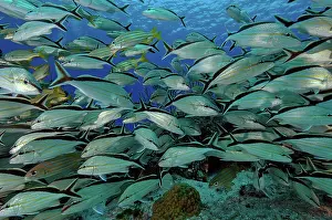 Grunt: School of 'Grunts'