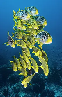 Sweetlips: School of Indian ocean oriental sweetlips (Plectorhinchus