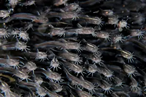 Barbel: School of juvenile Catfish Joleha dive site, Lembeh