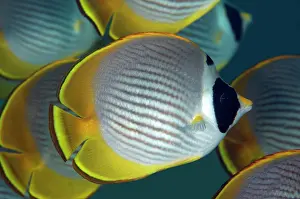 Butterflyfish: School of Panda Butterflyfish