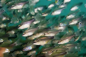 Secret: School of Pearly cardinalfish (Apogon perlitus)