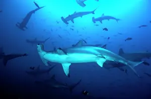 Sphyrna: School of Scalloped Hammerhead Sharks