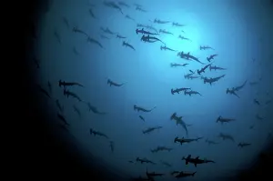 Sphyrna: School of Scalloped Hammerhead Sharks