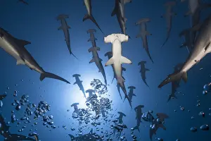 Multitude: School of Scalloped hammerhead (Sphyrna lewini)