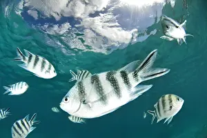 Pods: School of Scissortail sergeant (Abudefduf sexfasciatus)
