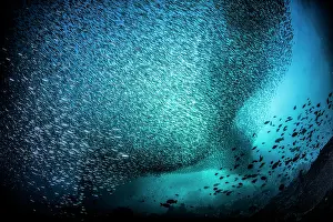 Bait: School of Silversides (Atherinopsidae sp), Raja