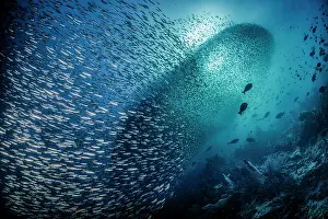 Bait: School of Silversides (Atherinopsidae sp), Raja