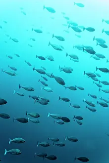 Sleek: School of Sleek unicornfish (Naso hexacanthus)
