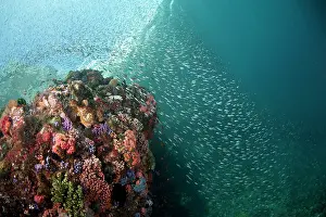 Pantar: School of small fish
