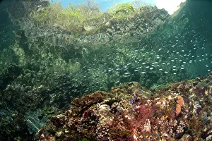 Pantar: School of small fish with cliff and trees in background