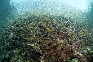 Pantar: School of small fish with cliff and trees in background