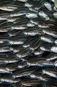 Catfish: School of Striped Catfish