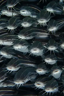 Catfish: School of Striped Catfish