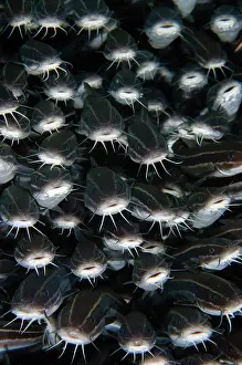 Catfish: School of Striped Catfish