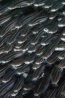 Catfish: School of Striped Catfish