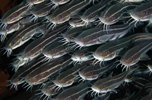 Catfish: School of Striped Catfish