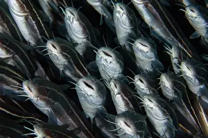 Catfish: School of Striped Catfish