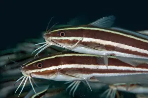 Line: School of Striped Catfish